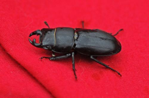 Réf. 325 094 : Dorcus parallelipipedus